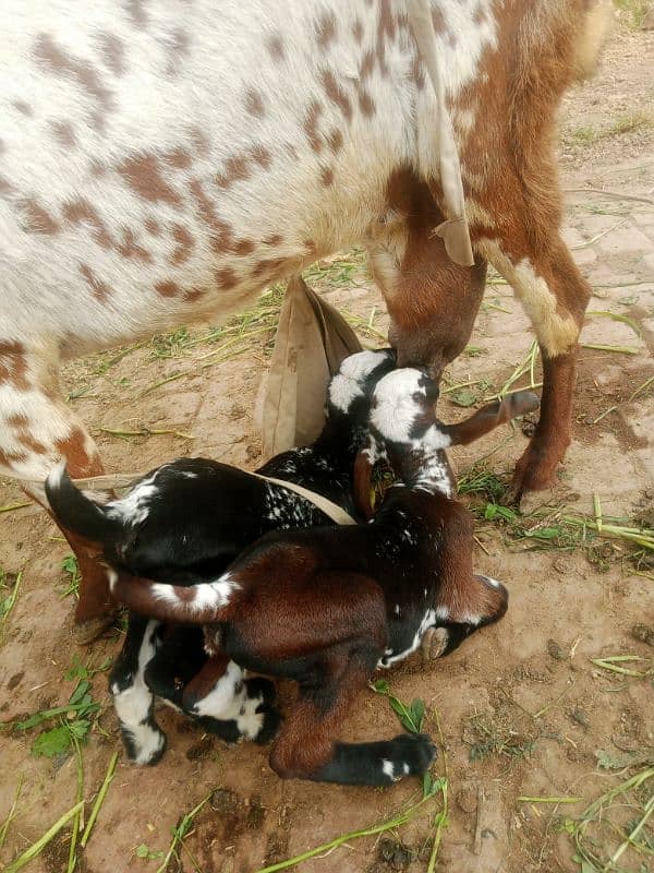 makhi cheeni bakri 8