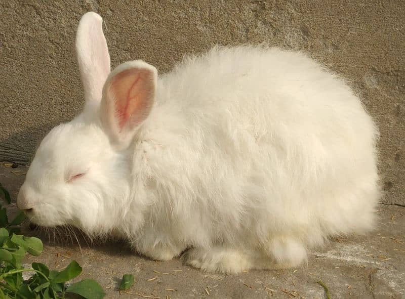 Rabbit Red Eye White Long Hair Angora-like Breeder Male and other 3