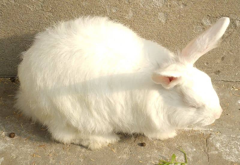 Rabbit Red Eye White Long Hair Angora-like Breeder Male and other 4