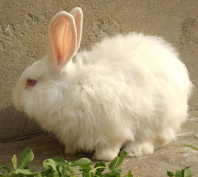 Rabbit Red Eye White Long Hair Angora-like Breeder Male and other 5