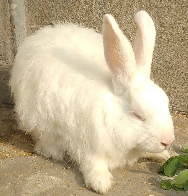 Rabbit Red Eye White Long Hair Angora-like Breeder Male and other 6