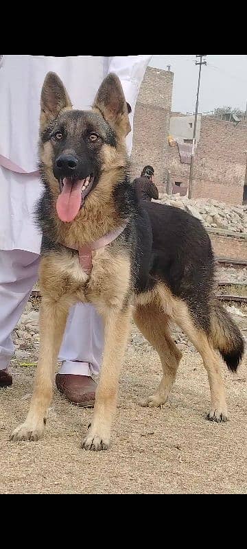 Alshesion buagyary male age 6 month sequrty train for sale 0