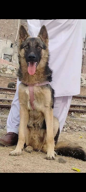 Alshesion buagyary male age 6 month sequrty train for sale 1