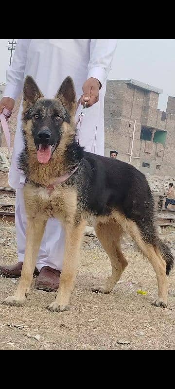 Alshesion buagyary male age 6 month sequrty train for sale 2