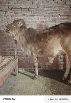 sahiwali Cow / shahiwali wachii / dondi wachi / cow /