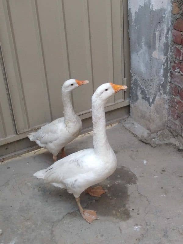 big white ducks 0