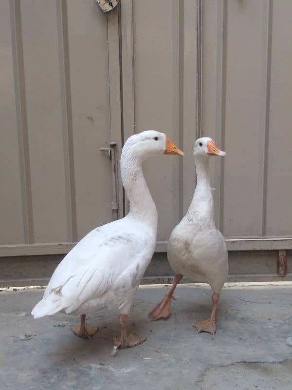 big white ducks 1