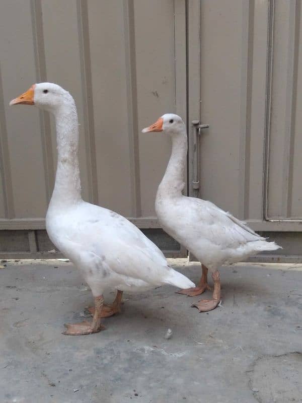 big white ducks 2