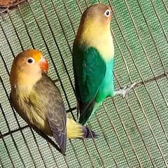 Parblue split into ( male ) × parblue euwing opline ( female )