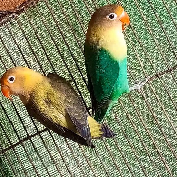 Parblue split into ( male ) × parblue euwing opline ( female ) 2