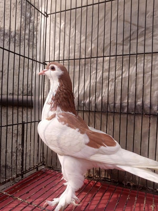 Sherazi pigeon 1