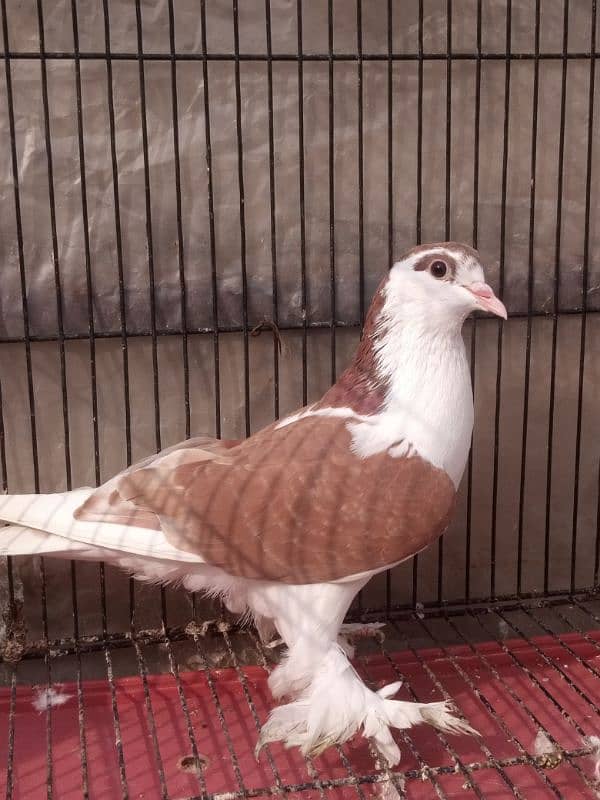 Sherazi pigeon 2