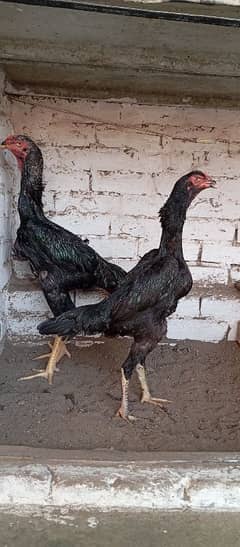 Black Oh Shamo Ready to breed