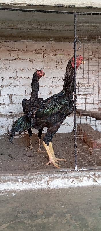 Black Oh Shamo Ready to breed 1