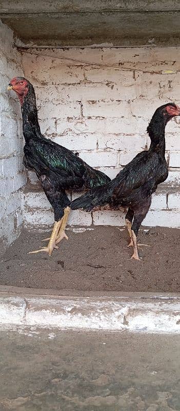 Black Oh Shamo Ready to breed 2