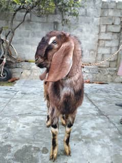 Bakra for sale 1 year age