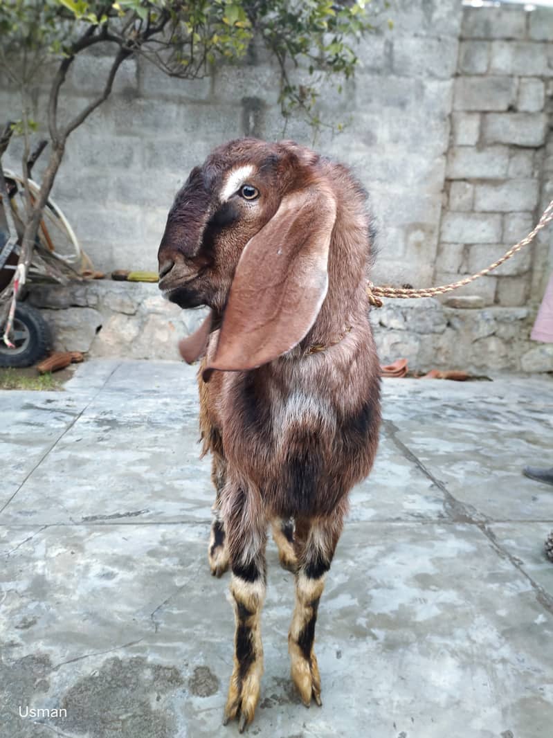 Bakra for sale 1 year age 0