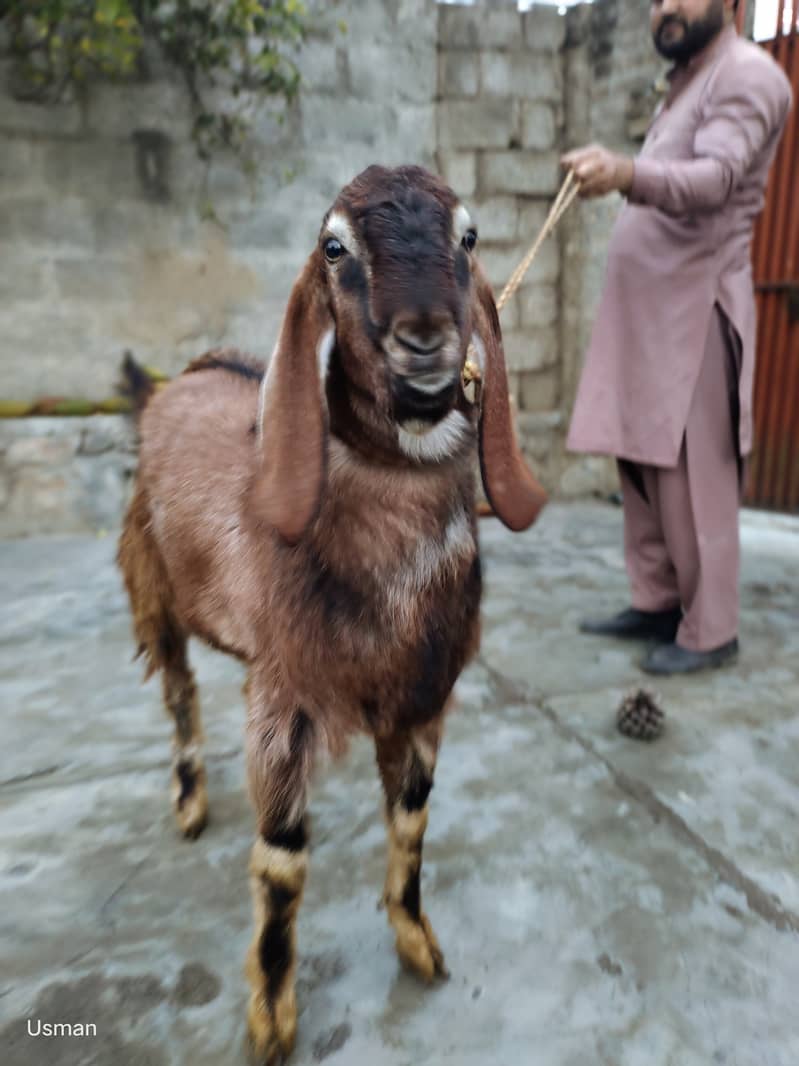 Bakra for sale 1 year age 1