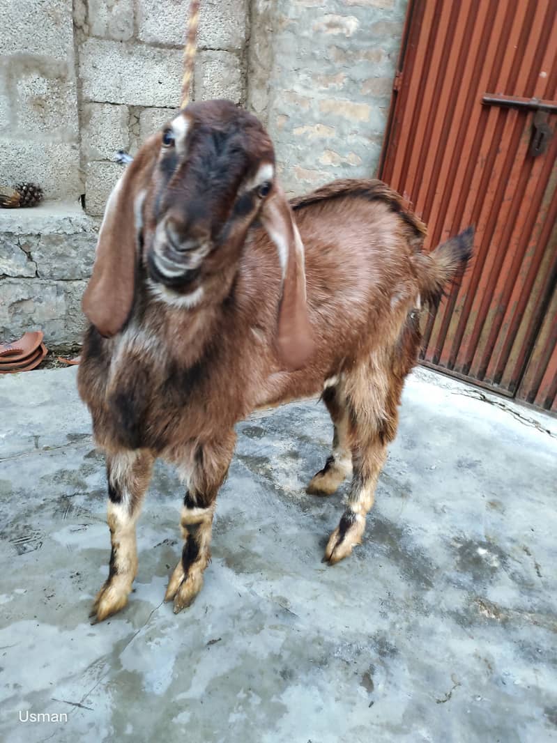 Bakra for sale 1 year age 2