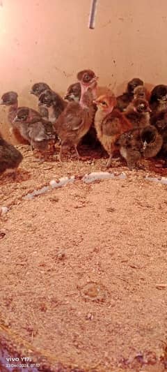 golden misri chicks available 03129929924