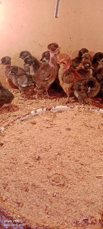 golden misri chicks available 03129929924 0