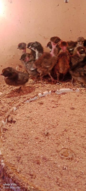 golden misri chicks available 03129929924 1