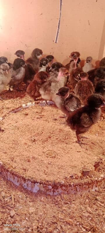 golden misri chicks available 03129929924 3