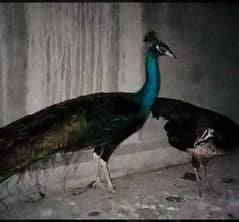 peacock pair