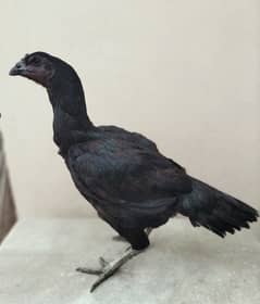 Pure Dragon Black skin Chicks Available