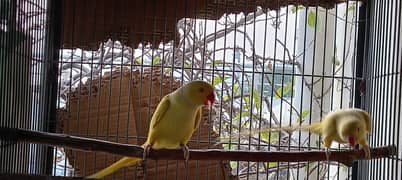 Lutino Ringneck Pair for sale in Islamabad