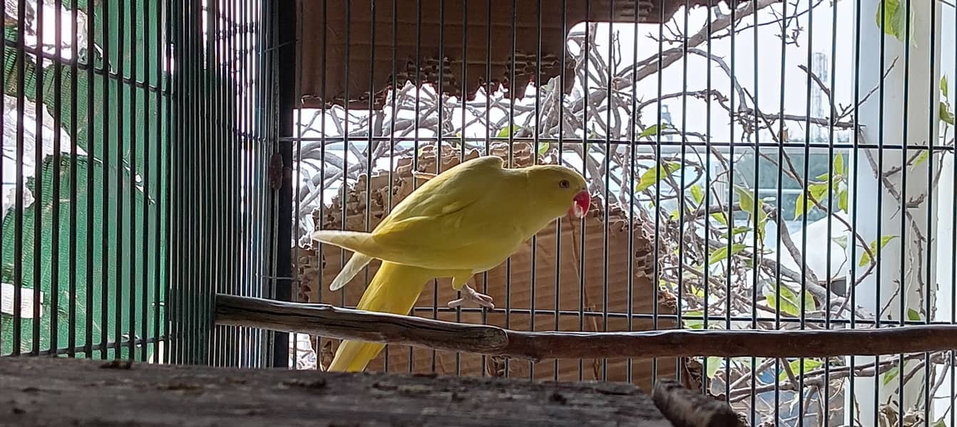 Lutino Ringneck Pair for sale in Islamabad 1