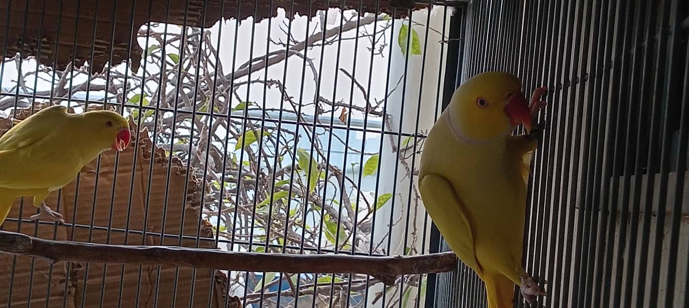 Lutino Ringneck Pair for sale in Islamabad 2