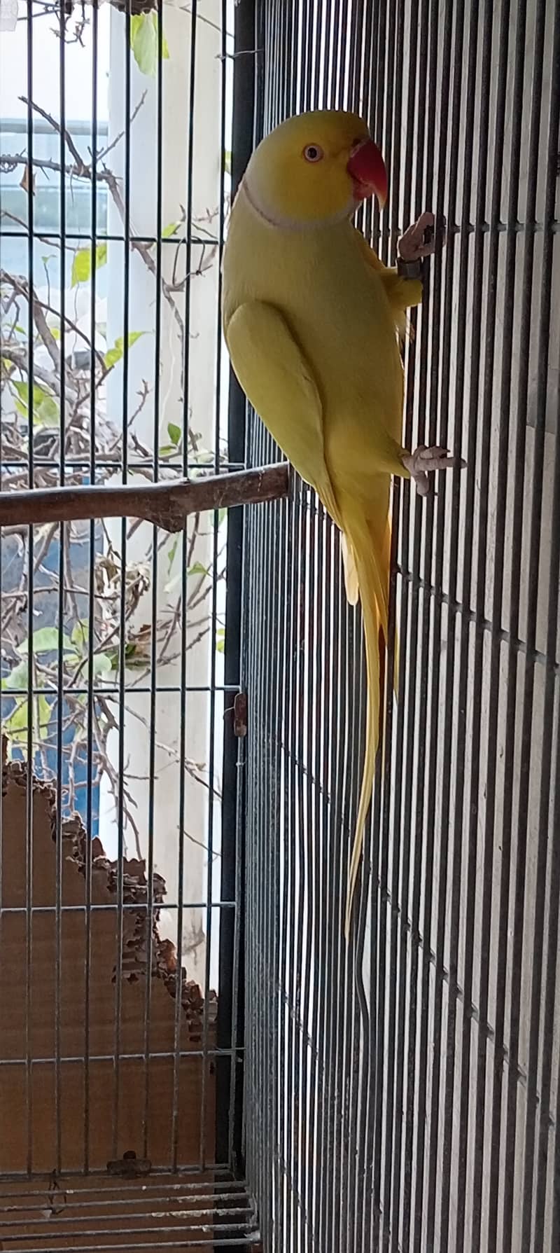 Lutino Ringneck Pair for sale in Islamabad 3