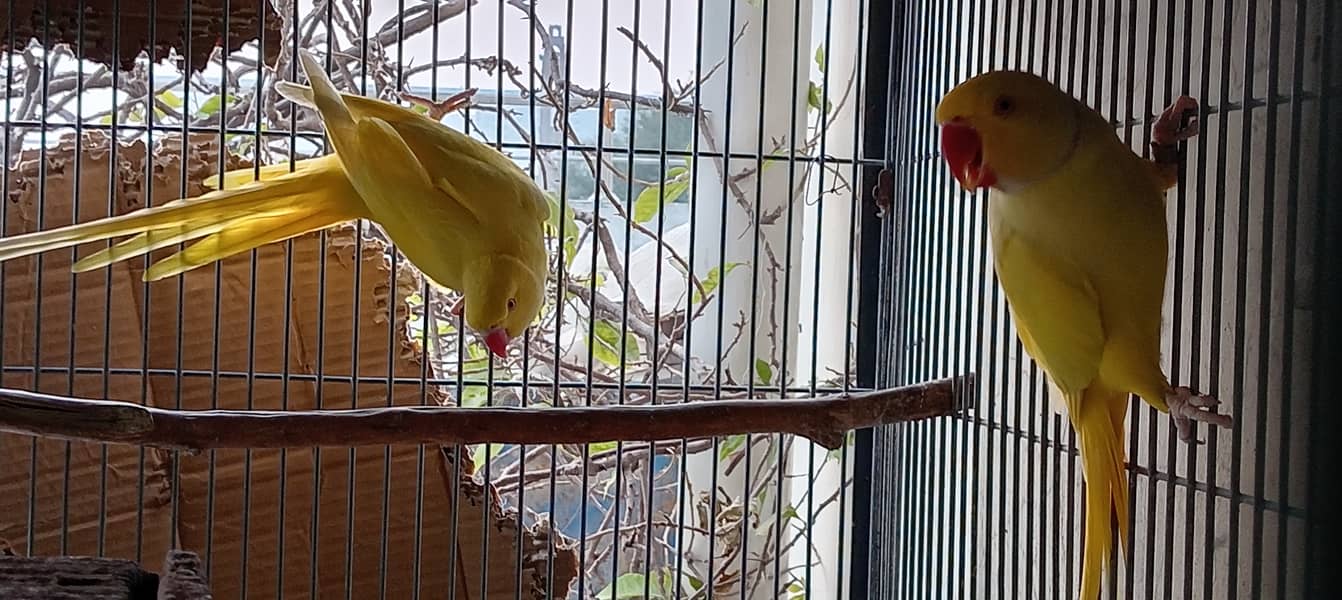 Lutino Ringneck Pair for sale in Islamabad 4