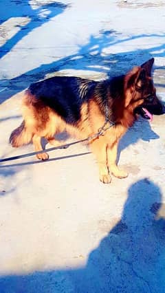 German Shepherd padgree female