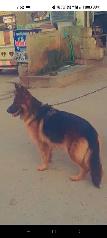 German Shepherd padgree female 1