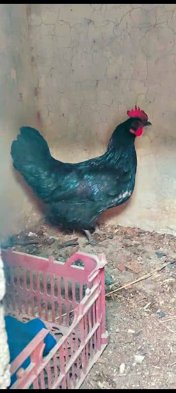 2 hens for sale egg laying 1950 per piece 3