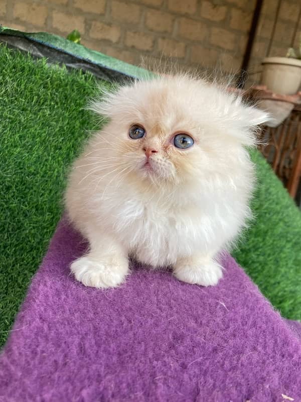 male kitten for sale 3