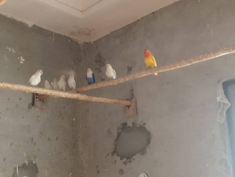 Love Birds colony for sale in reasonable price. 2