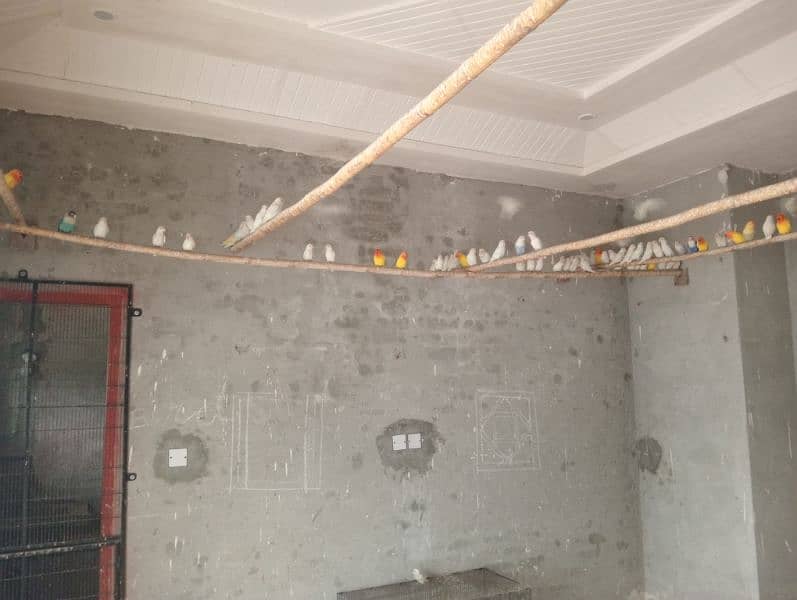 Love Birds colony for sale in reasonable price. 3