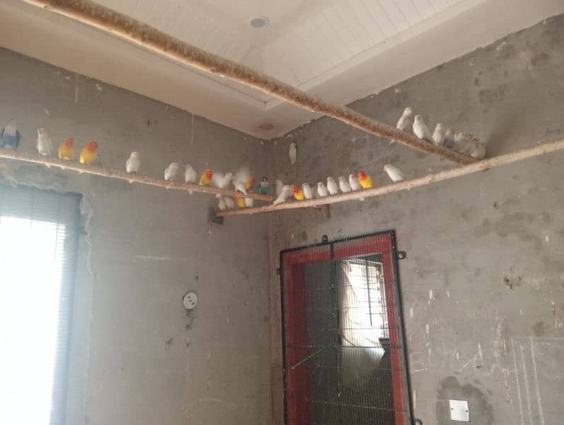 Love Birds colony for sale in reasonable price. 4