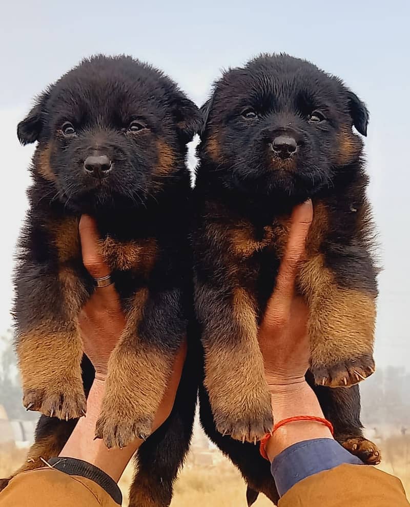 German Shepherd Long Coat Pair For Sale 0