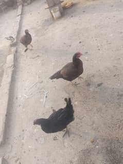 hens for sale 03429406991