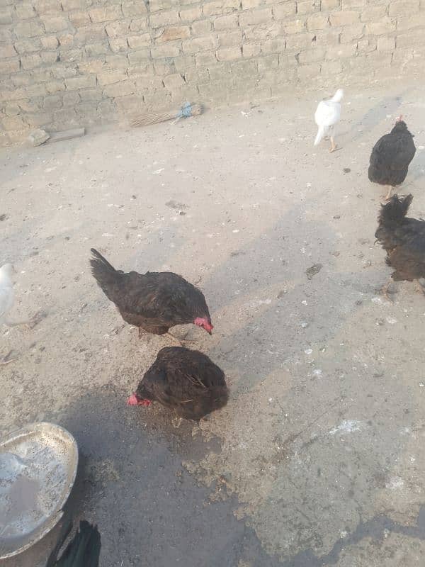 hens for sale 03429406991 3