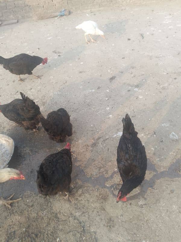 hens for sale 03429406991 4