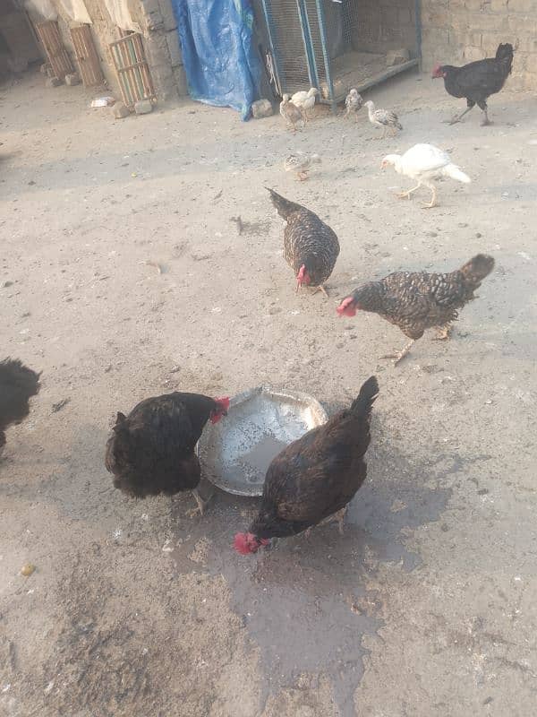 hens for sale 03429406991 9