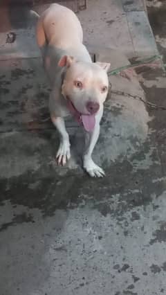 amercian pitbull  female high quilty