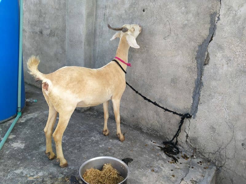 Goat for sale 1