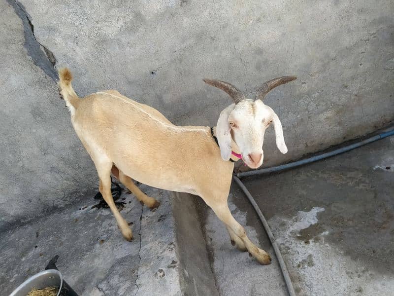 Goat for sale 2