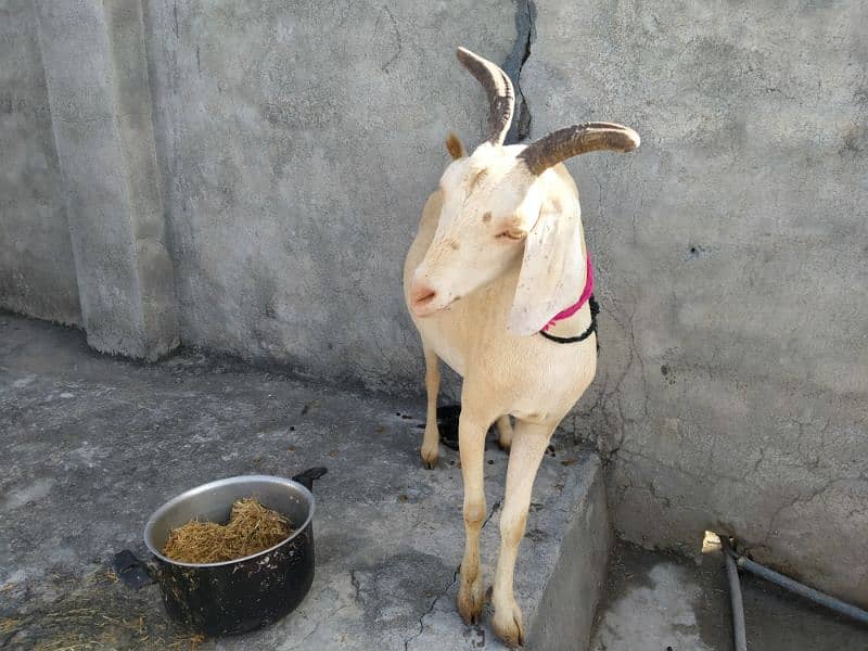 Goat for sale 3